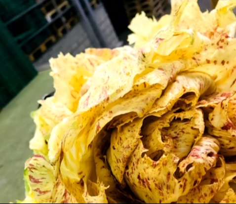 Castelfranco