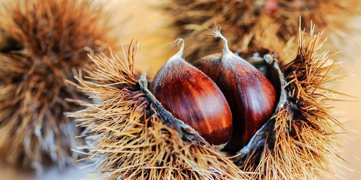 Marroni