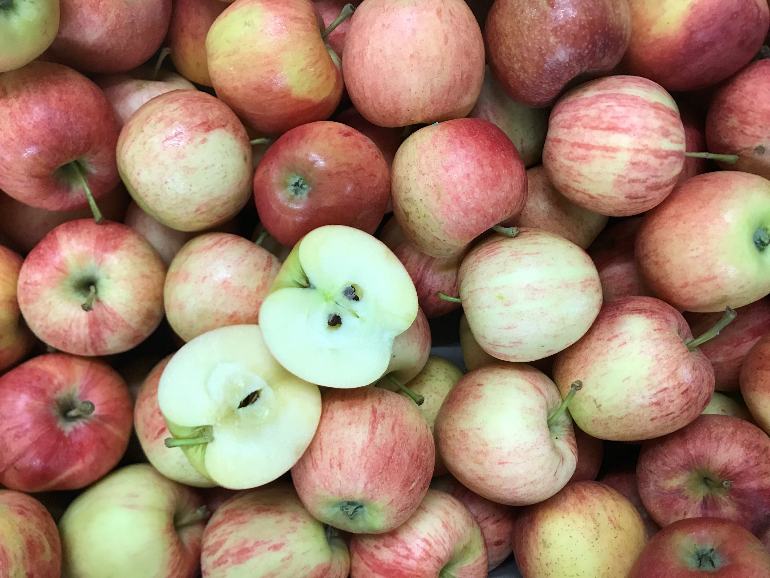 Apfel Gala (neue Ernte)